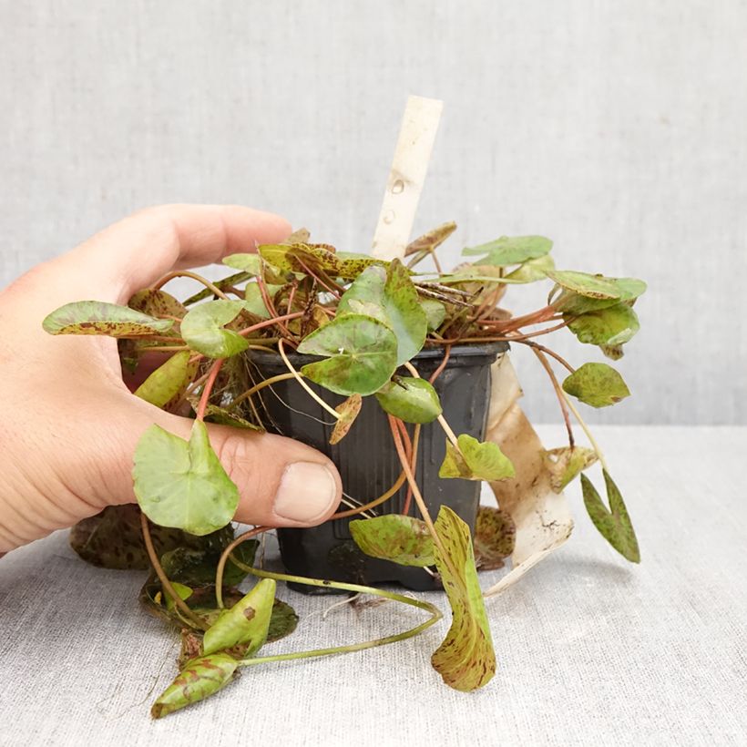 Esemplare di Nymphaea Marian Strawn Vaso da 1,5L/2L come consegnato in autunno