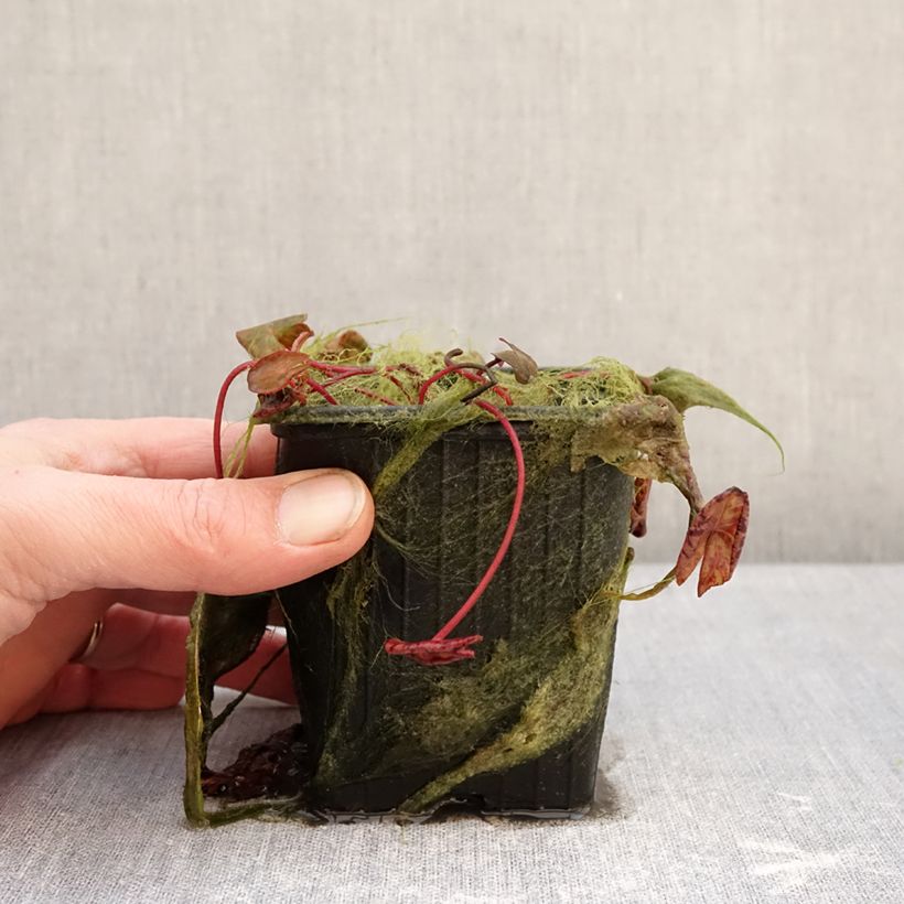 Example of Nymphaea Marian Strawn Vaso da 1,5L/2L as you get in hiver