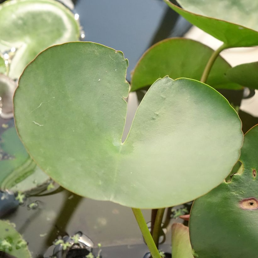 Nymphaea Marliacea Carnea (Fogliame)