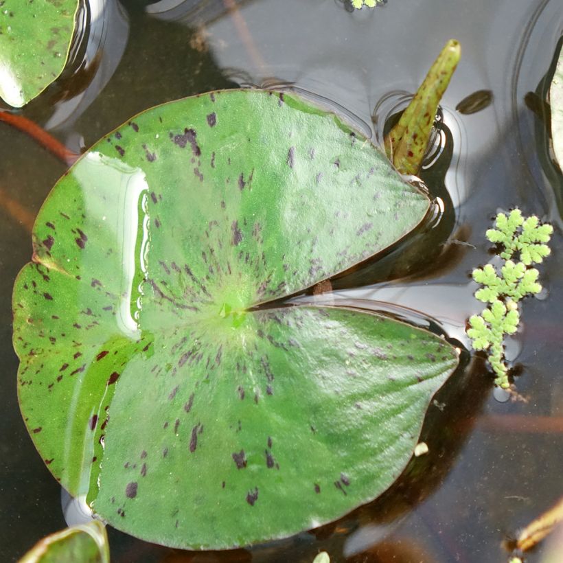 Nymphaea Marliacea Chromatella (Fogliame)