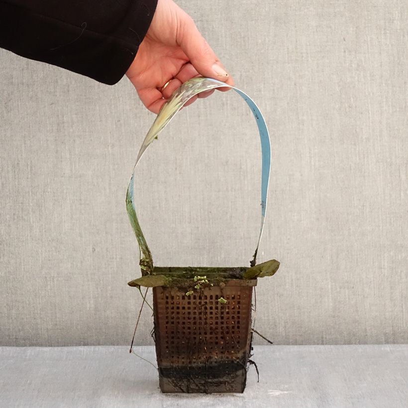 Nymphaea Marliacea Chromatella Vaso da 1L/1,5L esemplare consegnato in inverno