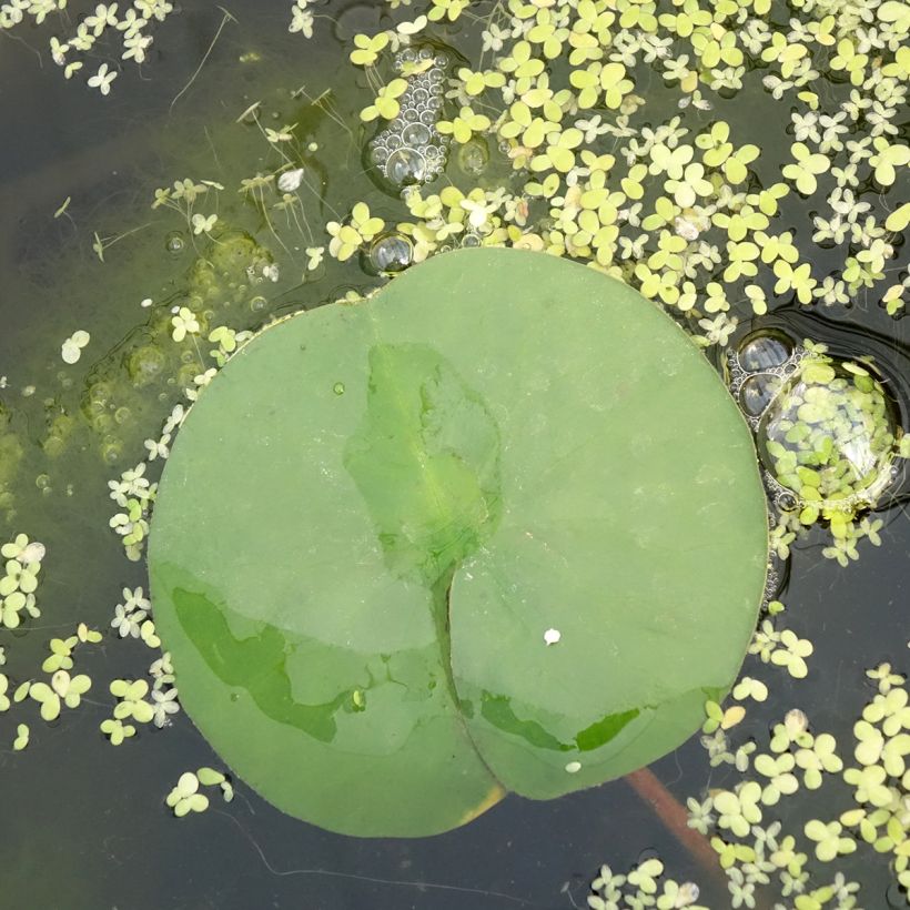 Nymphaea Marliacea Rubra Punctata (Fogliame)