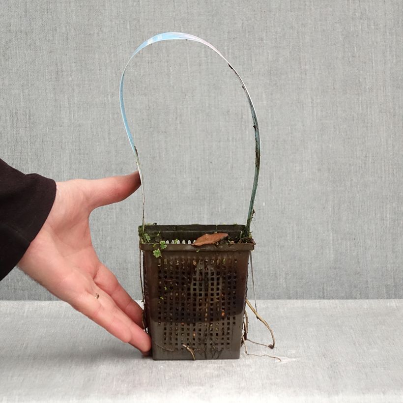 Esemplare di Nymphaea Marliacea Rubra Punctata Vaso da 1L/1,5L come consegnato in autunno