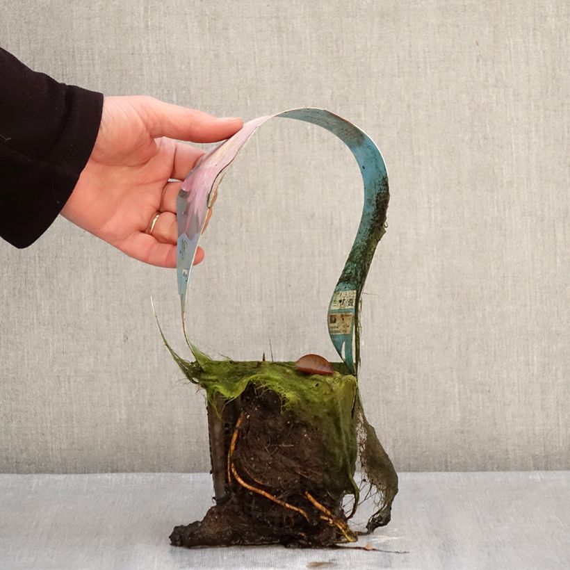 Nymphaea Mayla Vaso da 1L/1,5L esemplare consegnato in inverno