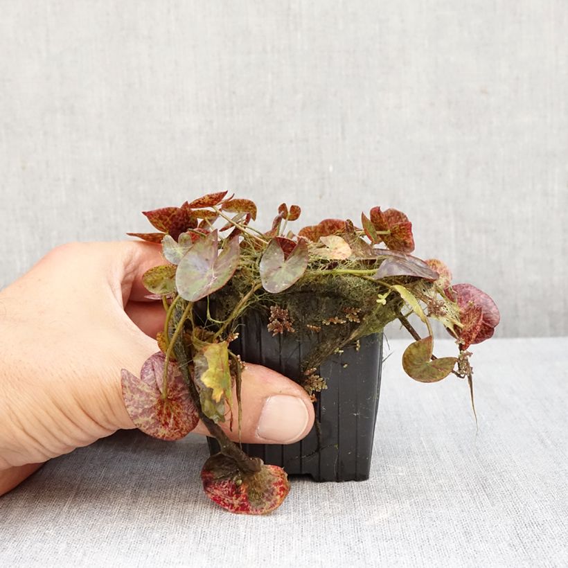 Example of Nymphaea Miami Rose Vaso da 1,5L/2L as you get in automne