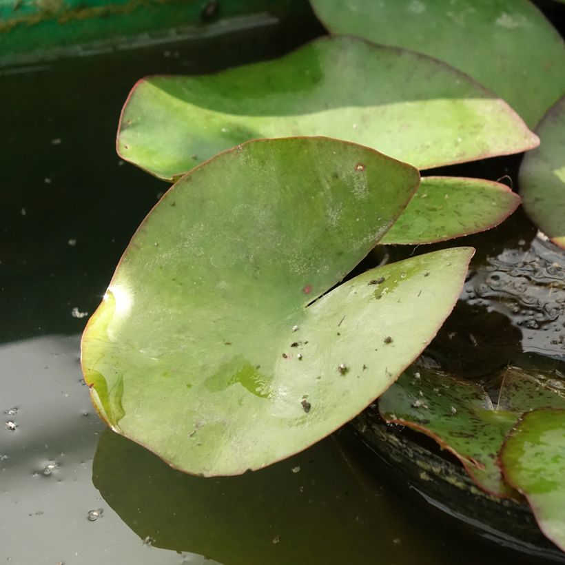Nymphaea Moorei (Fogliame)