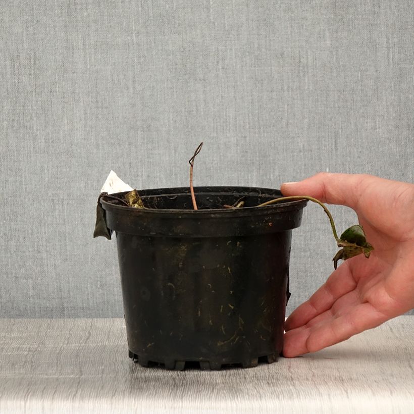 Nymphaea Newton Vaso da 1,5L/2L esemplare consegnato in primavera