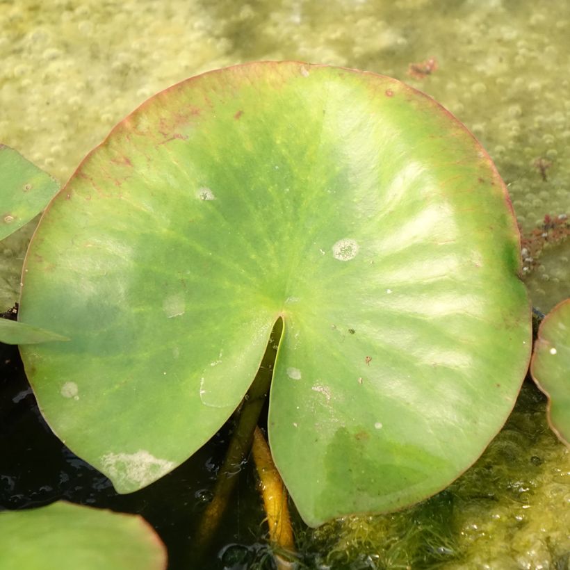 Nymphaea Newton (Fogliame)