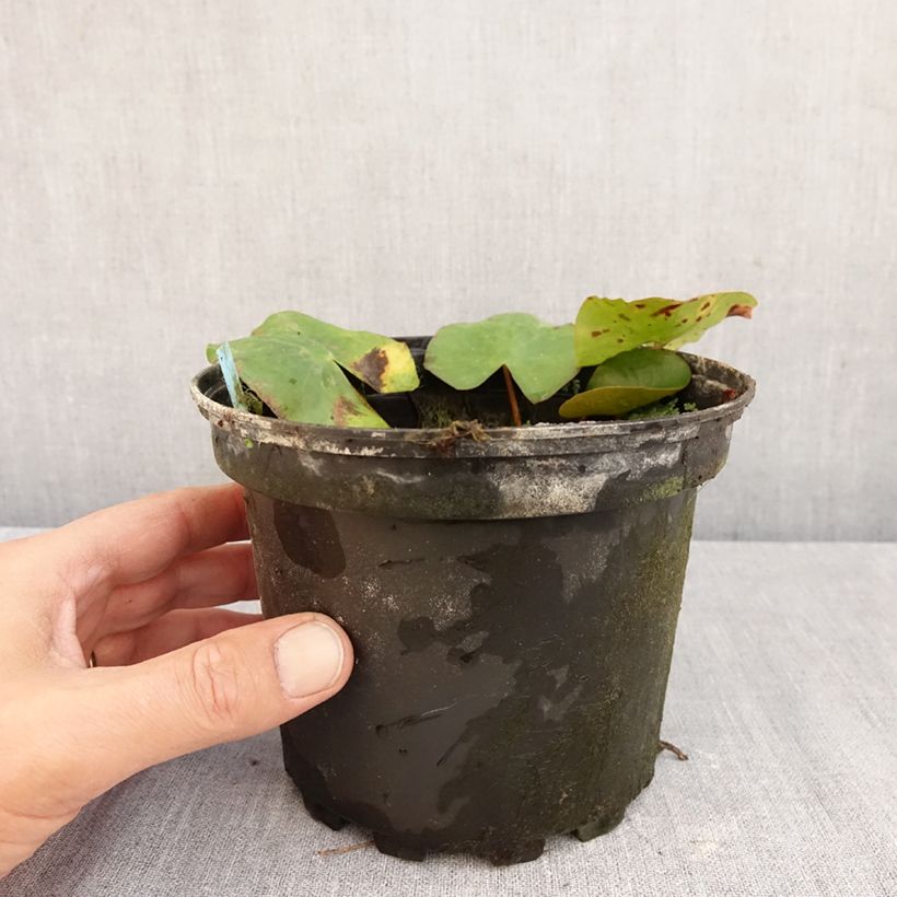 Esemplare di Nymphaea Newton Vaso da 1,5L/2L come consegnato in autunno