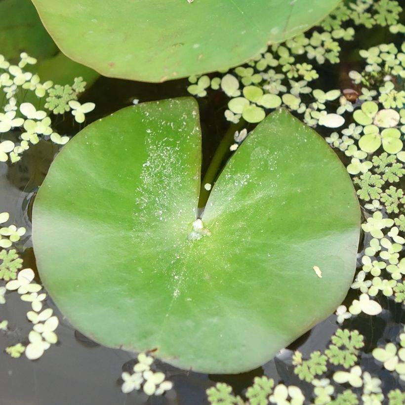 Nymphaea odorata Alba (Foliage)