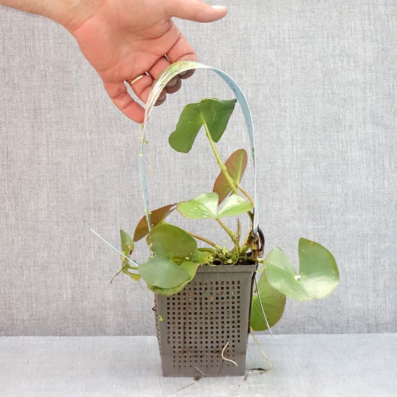 Example of Nymphaea odorata Alba Vaso da 1L/1,5L as you get in ete