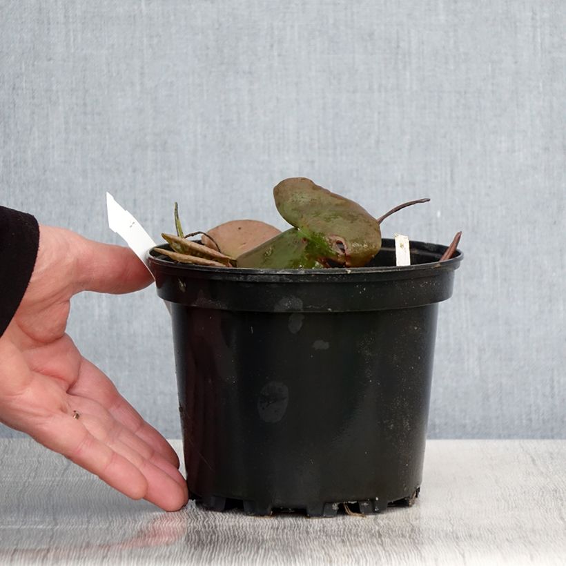 Nymphaea odorata Suavissima Vaso da 1,5L/2L esemplare consegnato in primavera