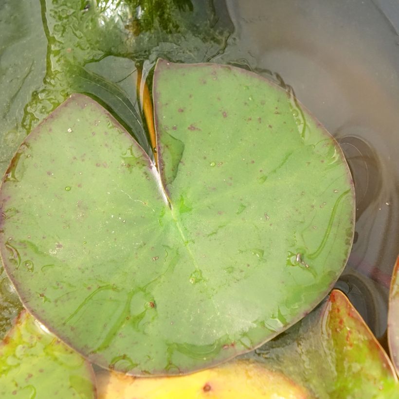 Nymphaea odorata Suavissima (Fogliame)