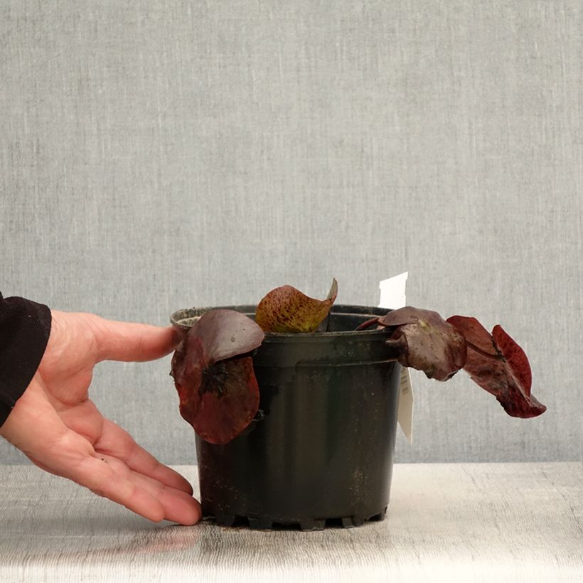 Nymphaea odorata Sulphurea Grandiflora Vaso da 1,5L/2L esemplare consegnato in primavera