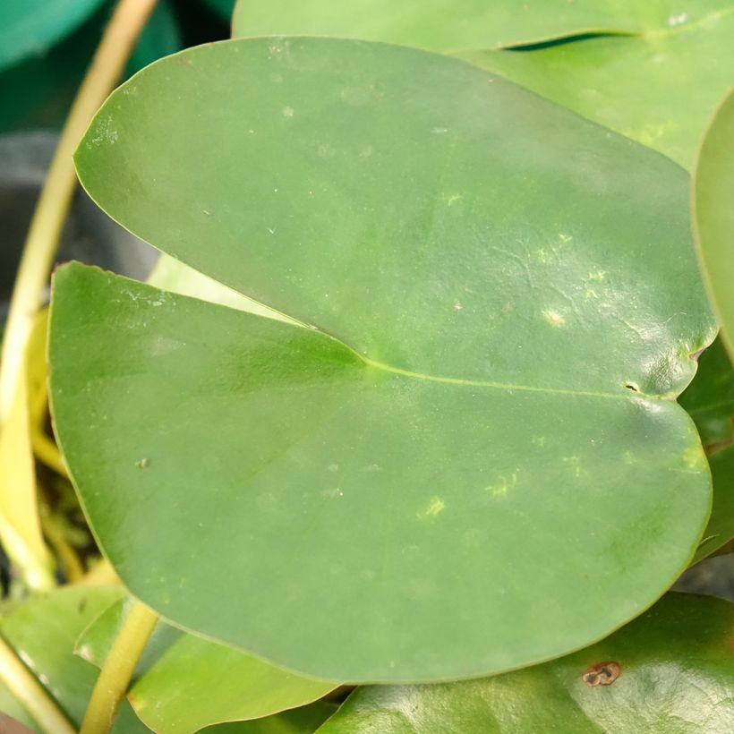 Nymphaea Perry's Double White (Fogliame)