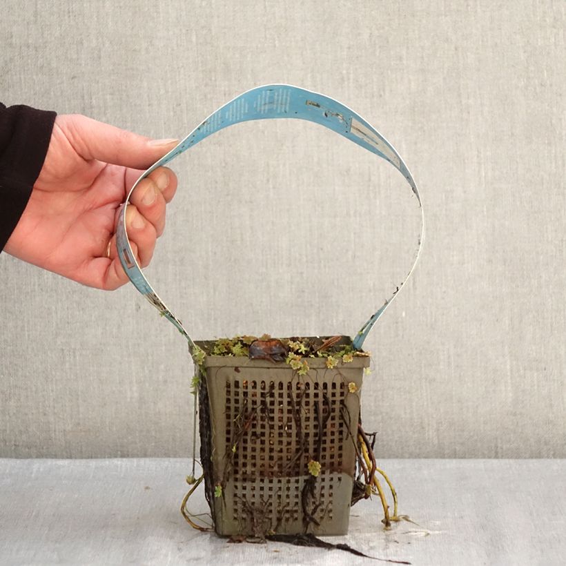 Nymphaea Perry's Double White Vaso da 1L/1,5L esemplare consegnato in inverno