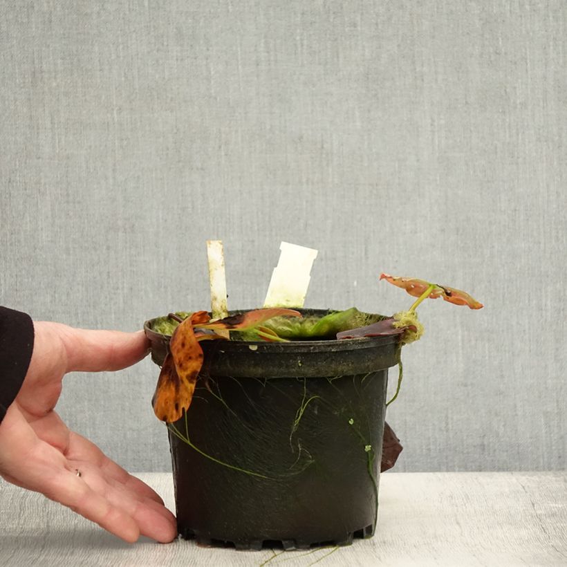 Esemplare di Nymphaea Perry's Red Glow - Nénuphar rustique rouge Pot de 1,5L/2L come consegnato in autunno