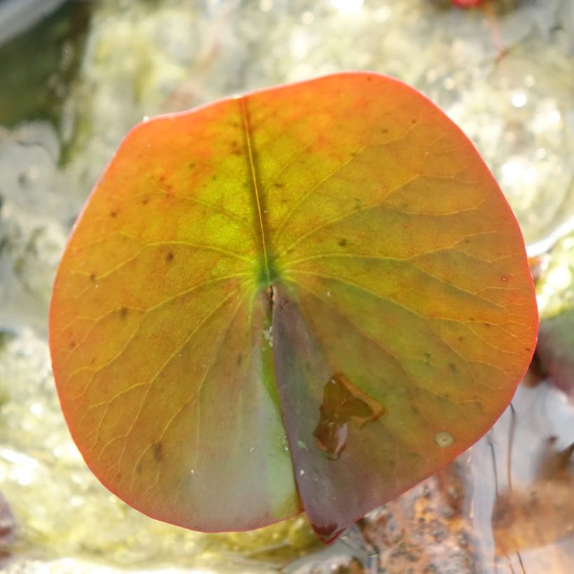Nymphaea Perry's Red Glow (Fogliame)