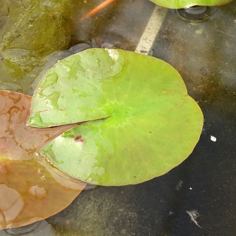 Nymphaea Peter Slocum (Fogliame)