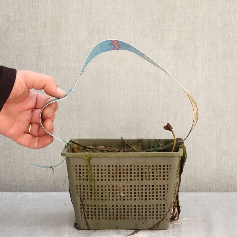 Nymphaea Peter Slocum Vaso da 3L/4L esemplare consegnato in inverno