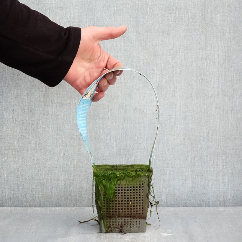 Example of Nymphaea Phoebus Vaso da 1L/1,5L as you get in hiver