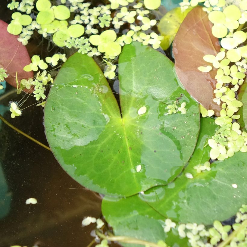 Nymphaea Pygmaea Alba (Fogliame)