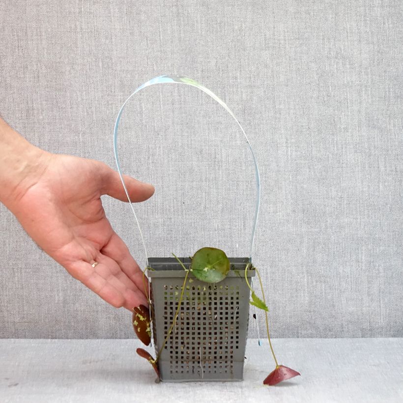 Esemplare di Nymphaea Pygmaea Alba Vaso da 1L/1,5L consegnato in estate