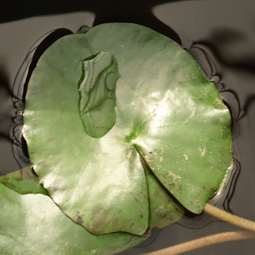 Nymphaea Pygmea Helvola (Fogliame)