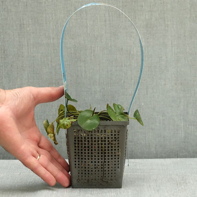 Esemplare di Nymphaea Pygmea Helvola Vaso da 1L/1,5L consegnato in estate