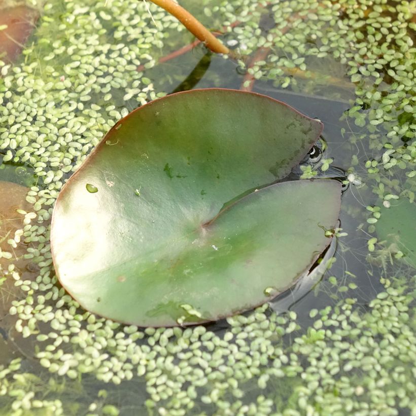 Nymphaea Pygmea Rubra (Fogliame)