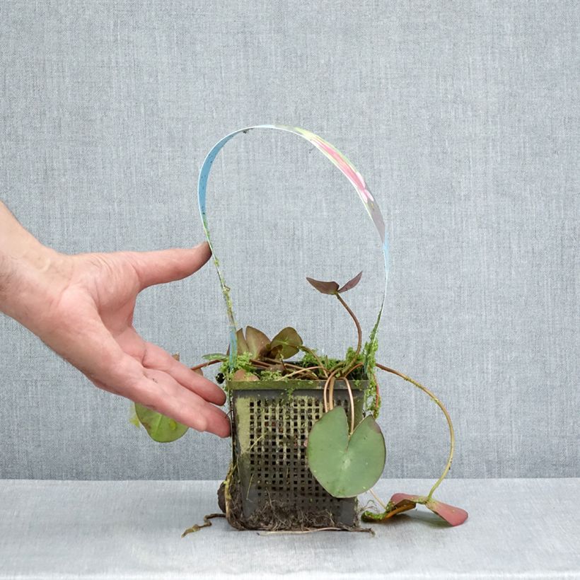 Esemplare di Nymphaea Pygmea Rubra Vaso da 1L/1,5L consegnato in estate