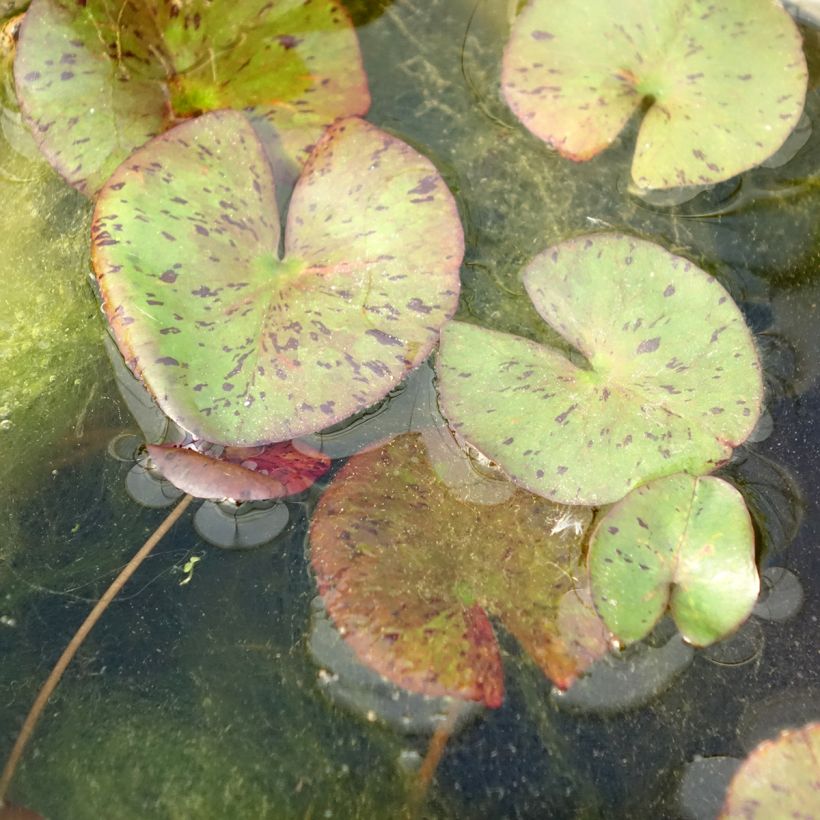 Nymphaea Red Spider (Fogliame)