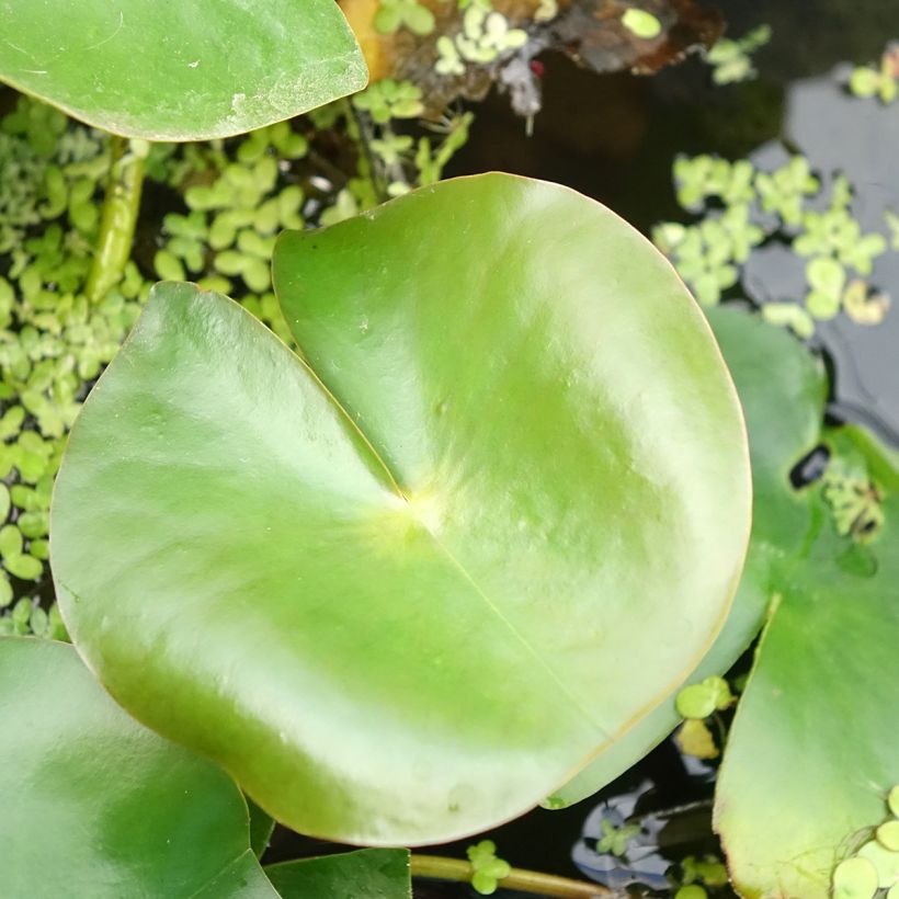 Nymphaea Rose Arey (Foliage)