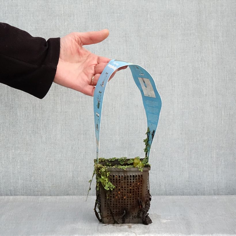 Example of Nymphaea Rose Arey Vaso da 1L/1,5L as you get in hiver