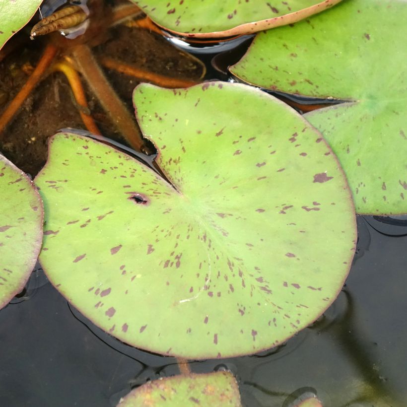 Nymphaea Sioux (Fogliame)