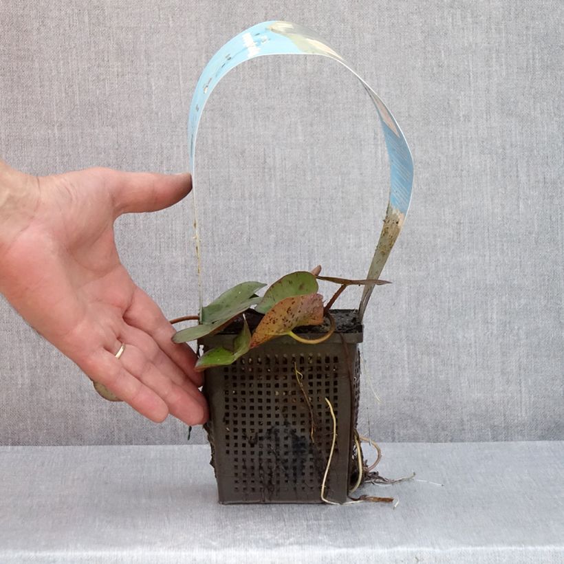 Esemplare di Nymphaea Sioux Vaso da 1L/1,5L consegnato in estate