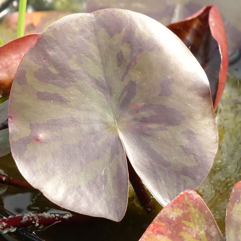Nymphaea Starbright (Fogliame)