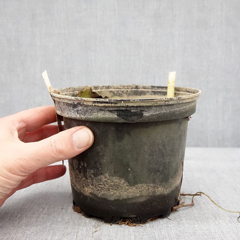 Nymphaea Starbright - Nénuphar rustique Pot de 1,5L/2L esemplare consegnato in inverno