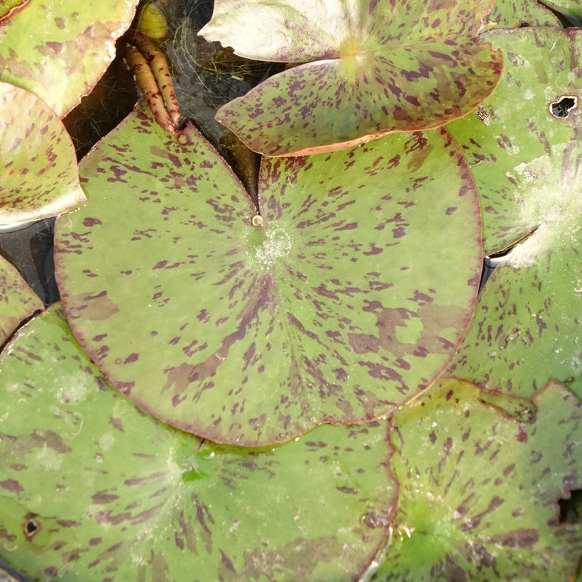 Nymphaea Texas Dawn (Fogliame)