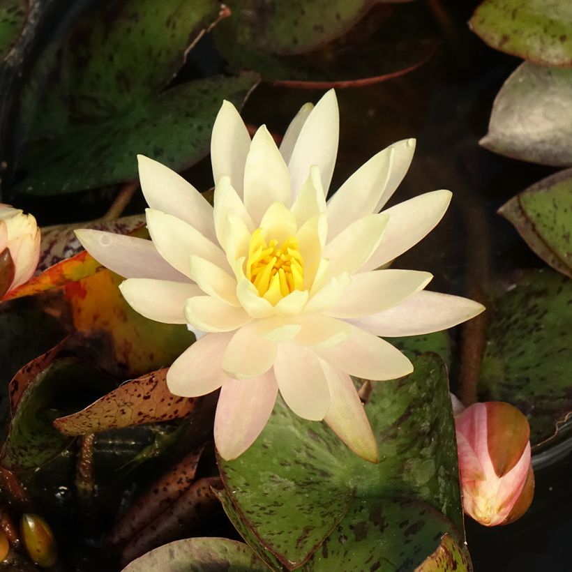 Nymphaea Texas Dawn (Fioritura)