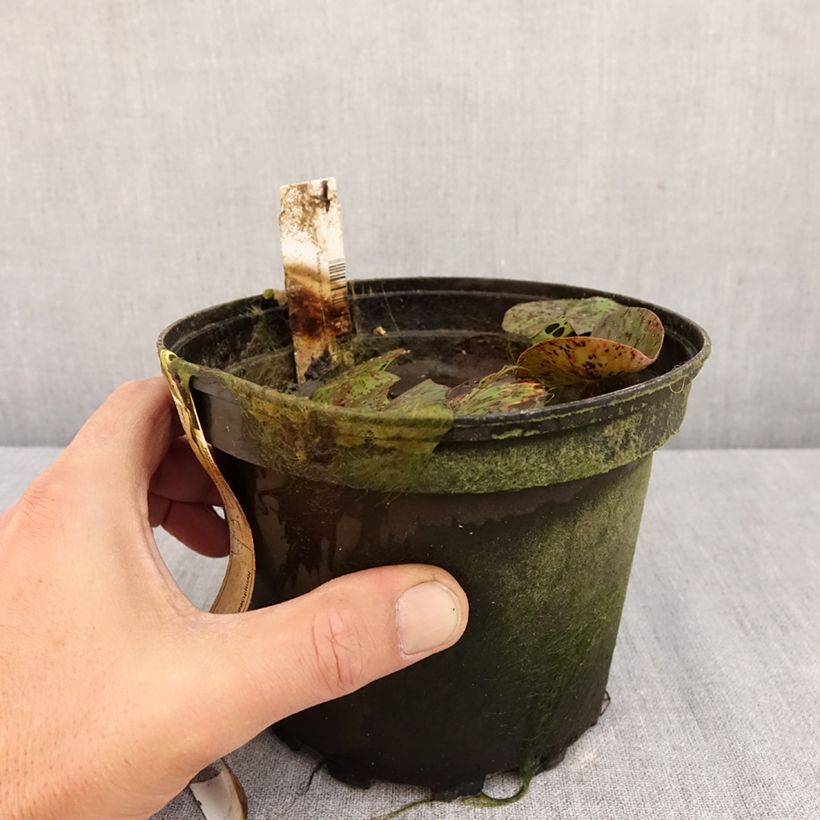 Esemplare di Nymphaea Texas Dawn Vaso da 1,5L/2L come consegnato in autunno