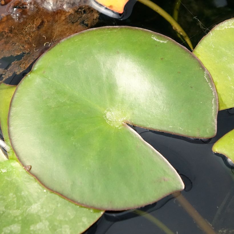 Nymphaea Venusta (Fogliame)