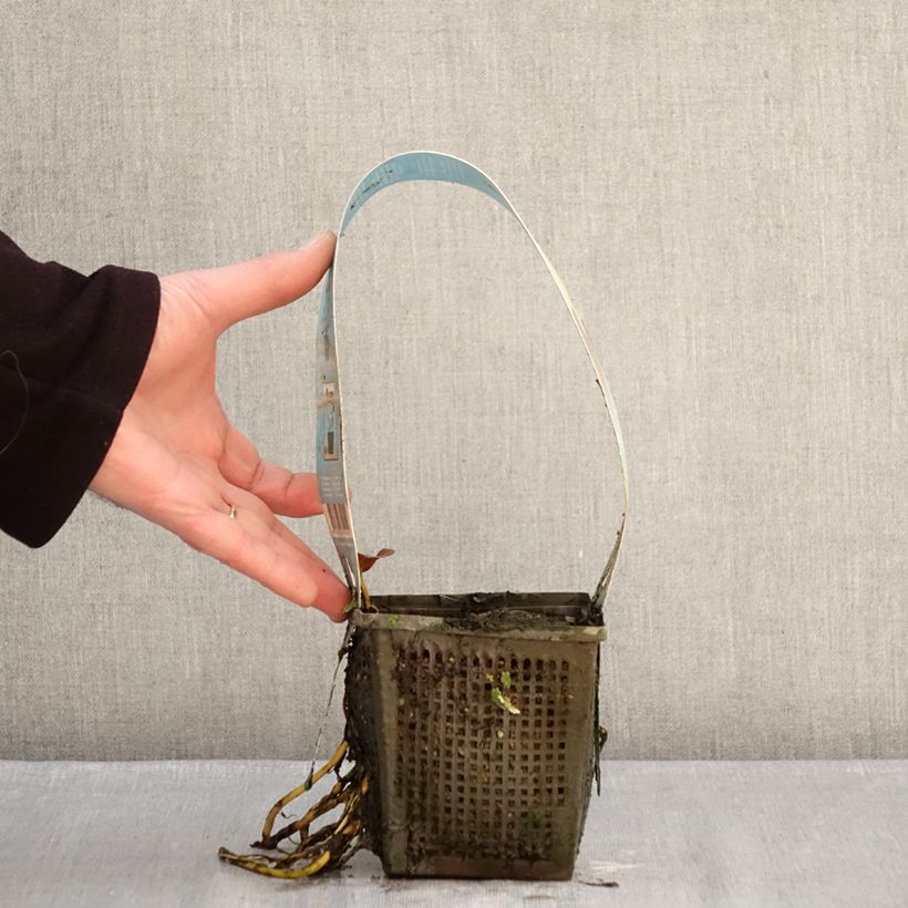 Nymphaea Venusta Vaso da 1L/1,5L esemplare consegnato in inverno