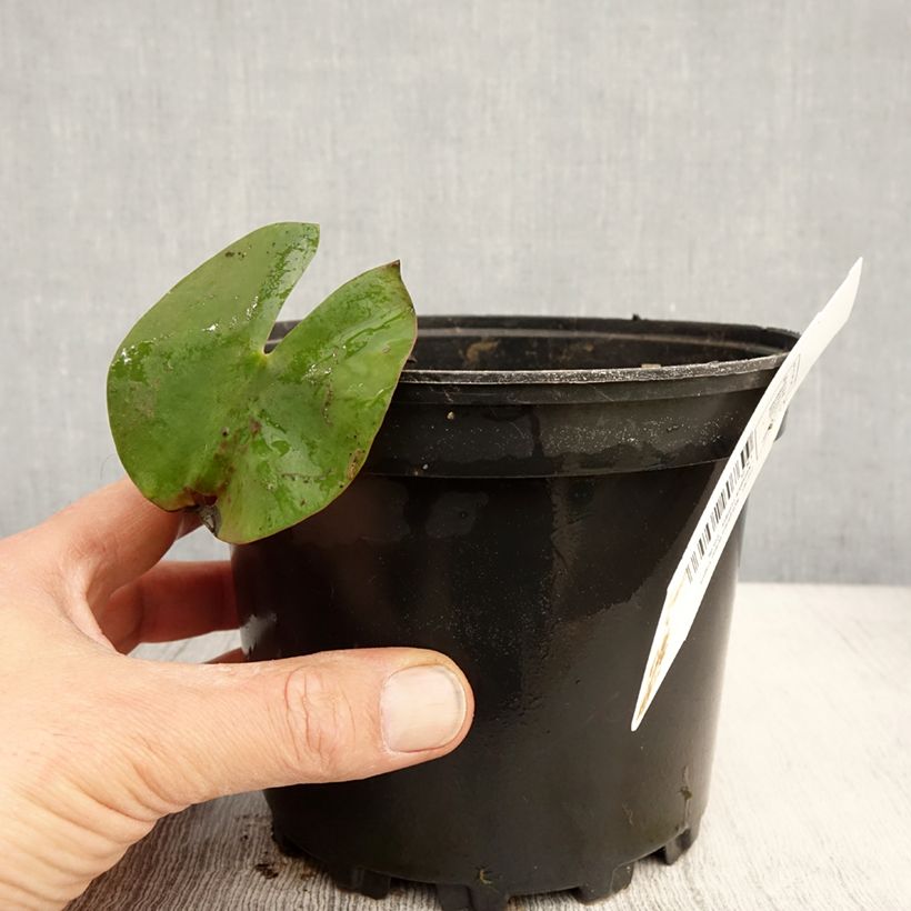 Nymphaea Walter Pagels Vaso da 1,5L/2L esemplare consegnato in primavera