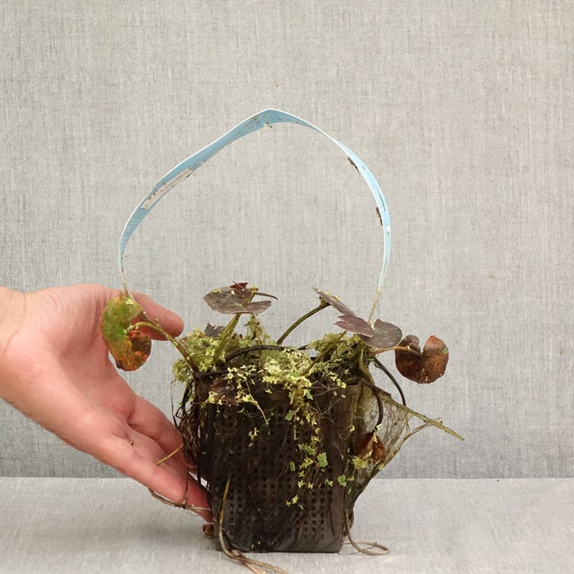 Esemplare di Nymphaea Wanvisa Vaso da 1L/1,5L come consegnato in autunno