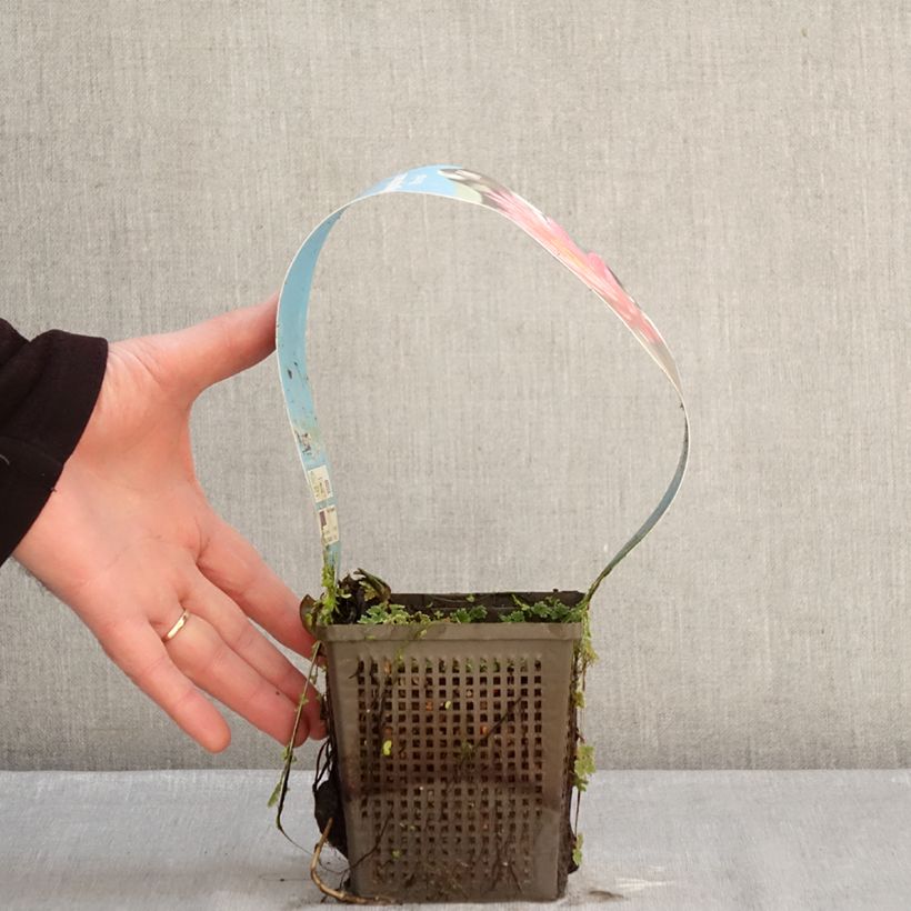 Nymphaea Wanvisa Vaso da 1L/1,5L esemplare consegnato in inverno