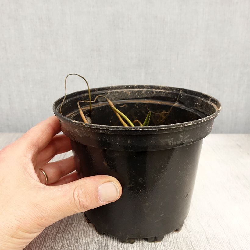 Nymphaea White 1000 Petals Vaso da 1,5L/2L esemplare consegnato in primavera