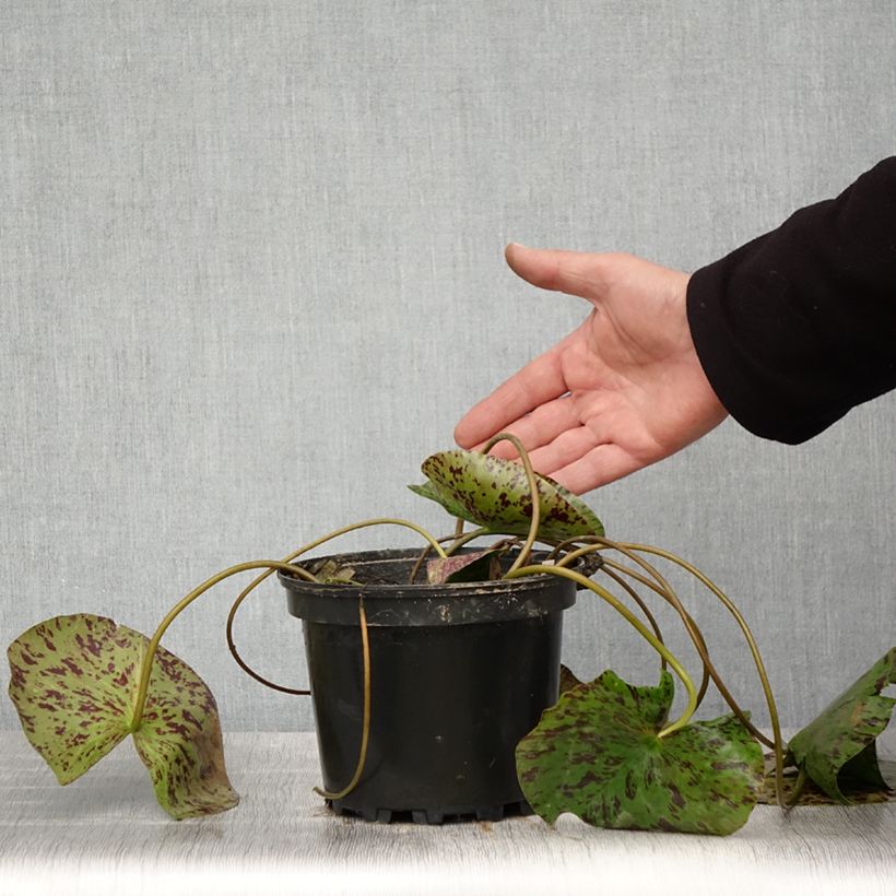 Nymphaea Yellow Enigma Vaso da 1,5L/2L esemplare consegnato in primavera