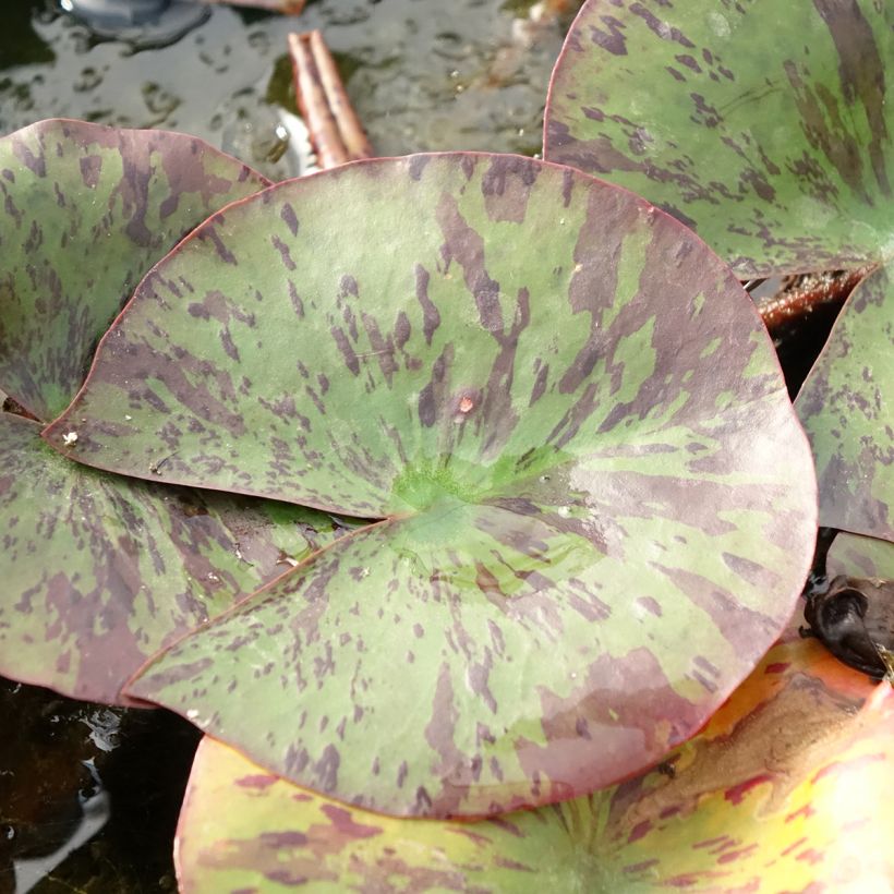 Nymphaea Yellow Queen (Fogliame)