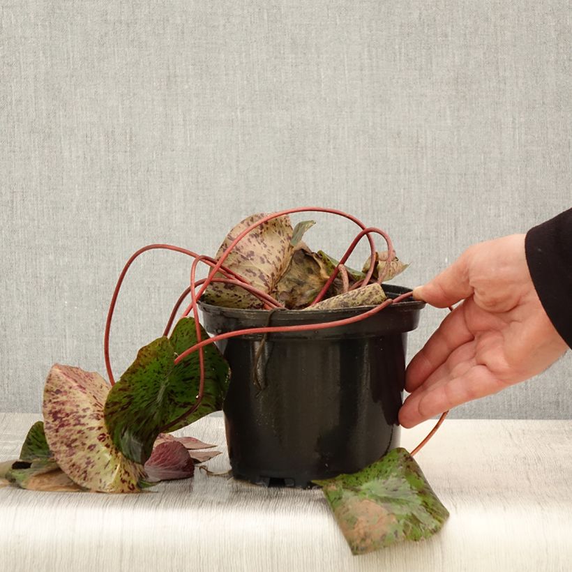 Nymphaea Yellow Queen Vaso da 1,5L/2L esemplare consegnato in primavera